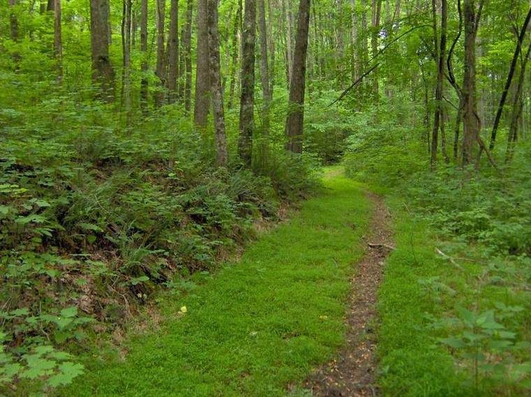 Young forest trail along the crest of Cooper Mountain in Standing Stone State Forest, part of the Cooper Mountain Loop Trail